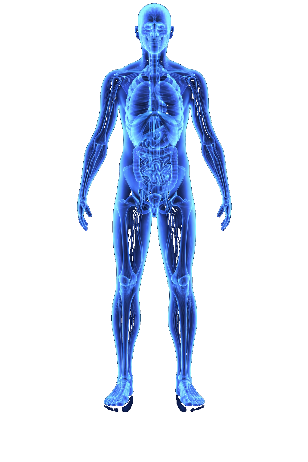 Human body with tissue targeting overlay
